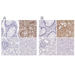 Synaptoporin Polyclonal Antibody