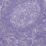 DYNC1I1 Antibody in Immunohistochemistry (IHC)