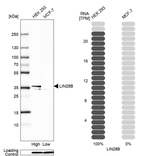 LIN28B Antibody in Western Blot (WB)