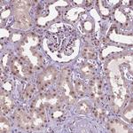 Ubiquilin 4 Antibody in Immunohistochemistry (Paraffin) (IHC (P))