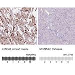 CTNNA3 Antibody