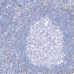 SMCO1 Antibody in Immunohistochemistry (Paraffin) (IHC (P))