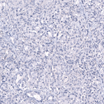 SMCO1 Antibody in Immunohistochemistry (Paraffin) (IHC (P))