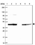 STOML2 Antibody in Western Blot (WB)