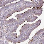 Gng12 Antibody in Immunohistochemistry (Paraffin) (IHC (P))
