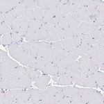 Gng12 Antibody in Immunohistochemistry (Paraffin) (IHC (P))