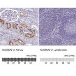 SLC36A2 Antibody