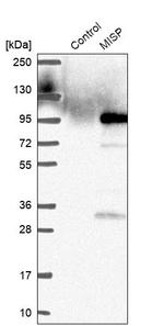 C19orf21 Antibody in Western Blot (WB)