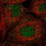 Pellino 3 Polyclonal Antibody