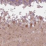COX6A1 Antibody in Immunohistochemistry (Paraffin) (IHC (P))