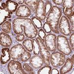 COX6A1 Antibody in Immunohistochemistry (Paraffin) (IHC (P))