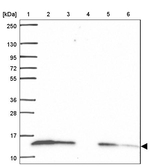 COX6A1 Antibody in Western Blot (WB)