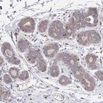 C4orf32 Antibody in Immunohistochemistry (Paraffin) (IHC (P))