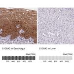 S100A2 Antibody