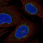 C2orf70 Polyclonal Antibody