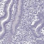 C3orf30 Antibody in Immunohistochemistry (IHC)
