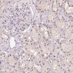 BATF2 Antibody in Immunohistochemistry (Paraffin) (IHC (P))