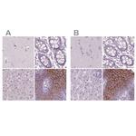 SBSN Antibody in Immunohistochemistry (IHC)