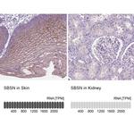 SBSN Antibody