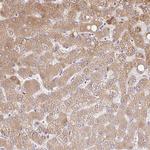 C14orf178 Polyclonal Antibody
