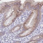 SRCRB4D Polyclonal Antibody