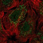 SP9 Antibody in Immunocytochemistry (ICC/IF)