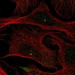 LMF2 Polyclonal Antibody