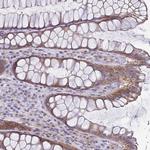 LMF2 Antibody in Immunohistochemistry (Paraffin) (IHC (P))