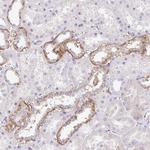 PRR14L Antibody in Immunohistochemistry (Paraffin) (IHC (P))