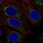 COX16 Antibody in Immunocytochemistry (ICC/IF)
