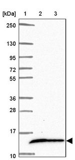 COX16 Antibody in Western Blot (WB)