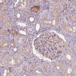 APOC4 Antibody in Immunohistochemistry (Paraffin) (IHC (P))