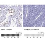 BPIFA3 Antibody