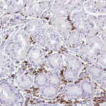 FNTB Antibody in Immunohistochemistry (Paraffin) (IHC (P))