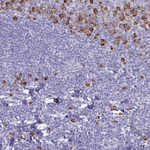 FNTB Antibody in Immunohistochemistry (Paraffin) (IHC (P))