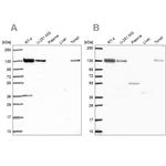 CAND1 Antibody in Western Blot (WB)