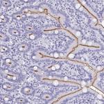CFAP69 Antibody in Immunohistochemistry (Paraffin) (IHC (P))