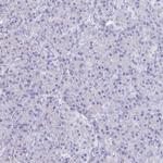 CFAP69 Antibody in Immunohistochemistry (Paraffin) (IHC (P))