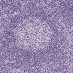 TMEM72 Antibody in Immunohistochemistry (IHC)