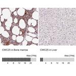 CWC25 Antibody