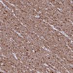 TMEM92 Antibody in Immunohistochemistry (Paraffin) (IHC (P))