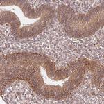 SLC52A2 Antibody in Immunohistochemistry (Paraffin) (IHC (P))