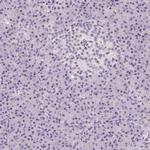 HELLS Antibody in Immunohistochemistry (Paraffin) (IHC (P))