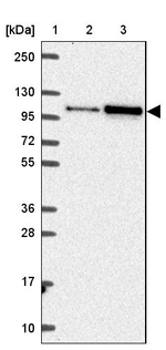 HELLS Antibody in Western Blot (WB)