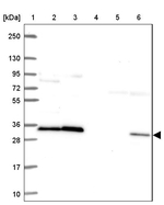 RPS3 Antibody in Western Blot (WB)