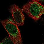 PDF Polyclonal Antibody