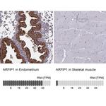 Arfaptin 1 Antibody