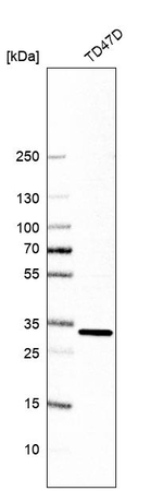 TMX2 Antibody in Western Blot (WB)