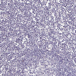 SNIP Antibody in Immunohistochemistry (Paraffin) (IHC (P))