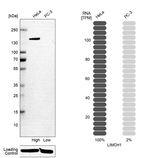 LIMCH1 Antibody in Western Blot (WB)